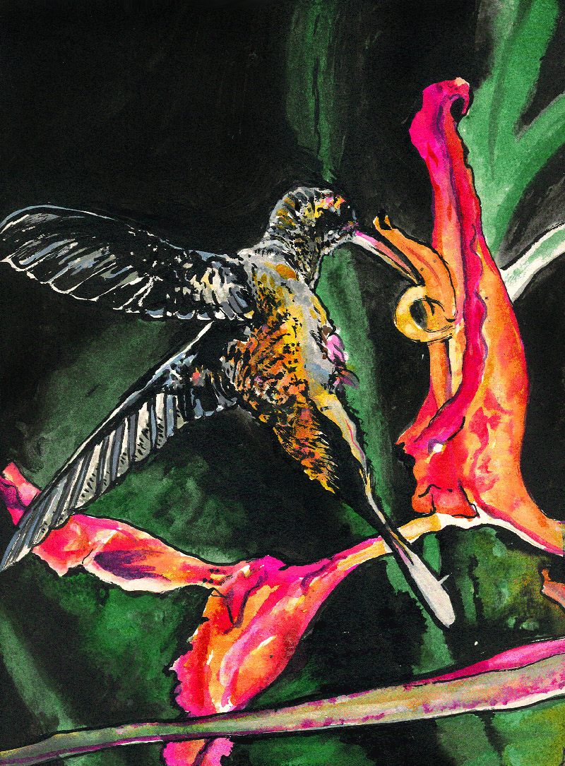 Hummingbird painting in watercolour