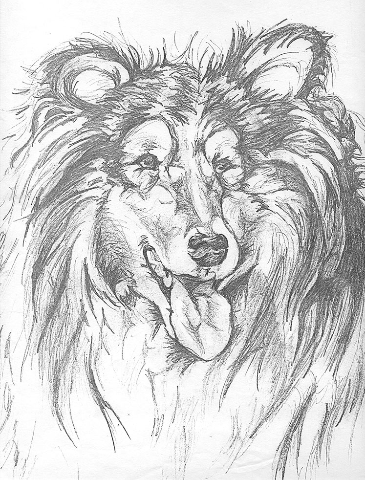 Detailed pencil sketch of a Rough Collie dog